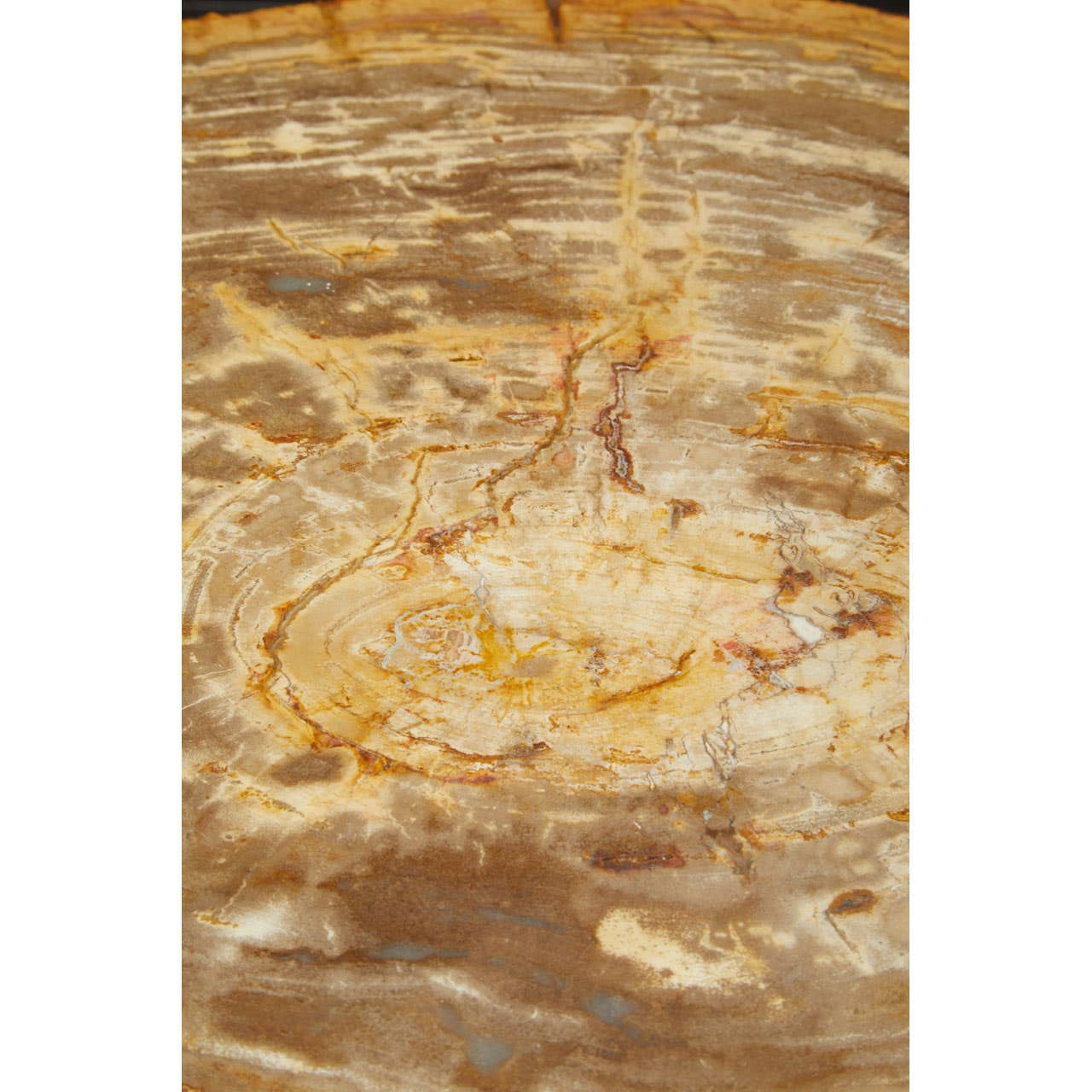 Relic Natural Petrified Wood Coffee Table